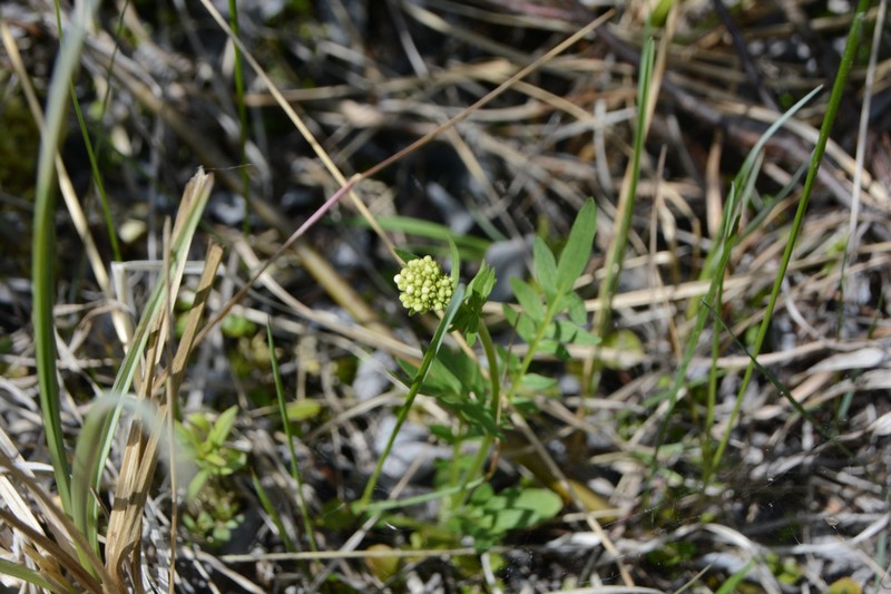 Valeriana dioica var. sylvatica photo 4