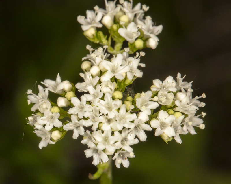 Valeriana dioica var. sylvatica photo 5