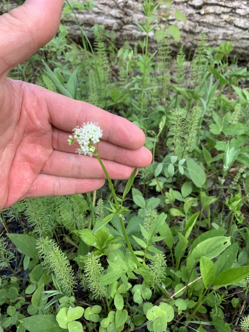 Valeriana dioica var. sylvatica photo 6