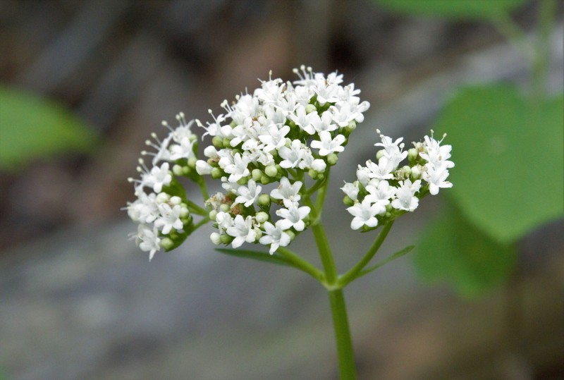 Valeriana dioica var. sylvatica photo 7