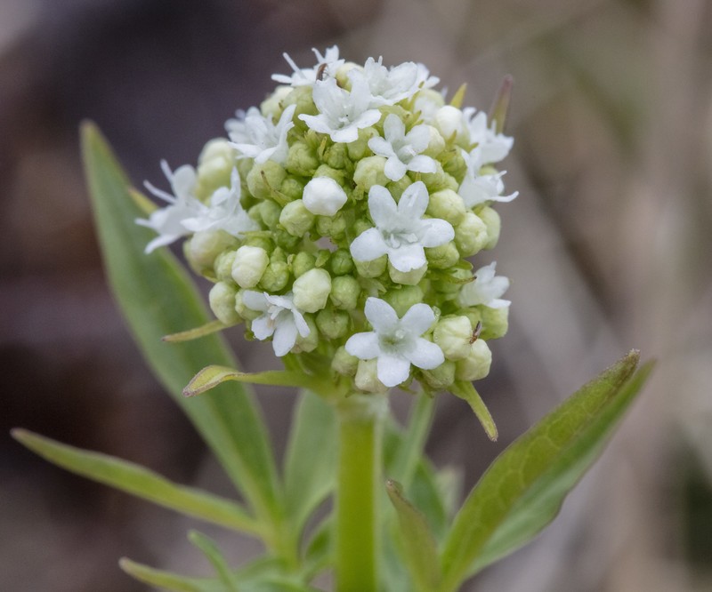 Valeriana dioica var. sylvatica photo 8
