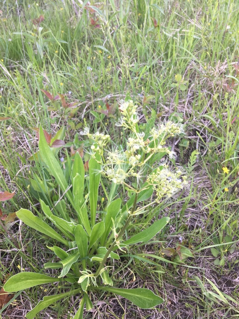 Tobacco Root photo 5