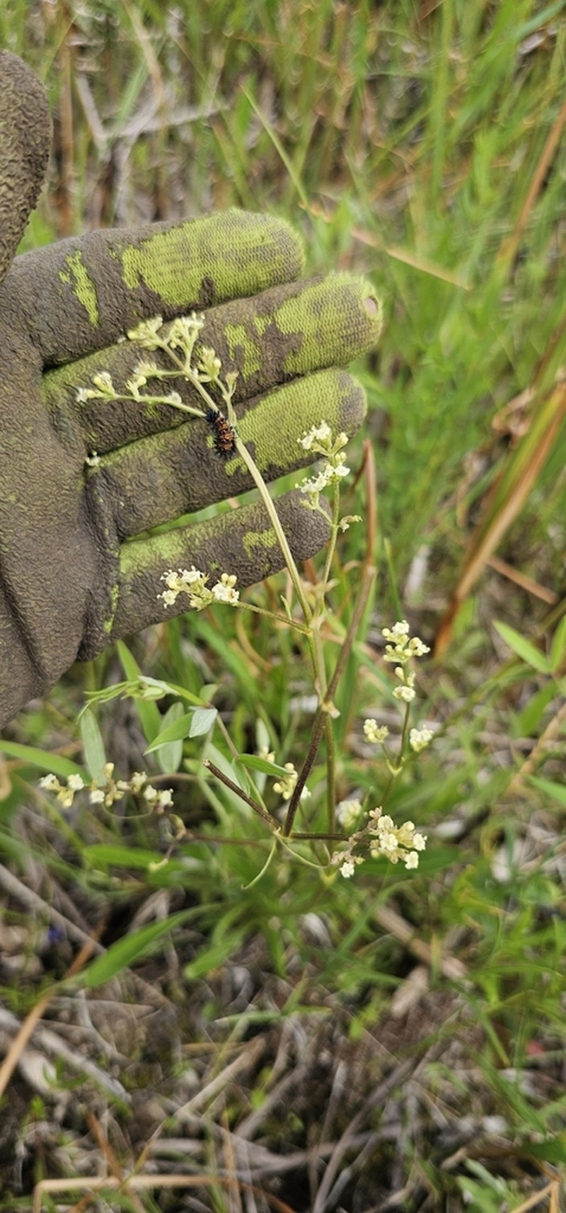 Tobacco Root photo 7