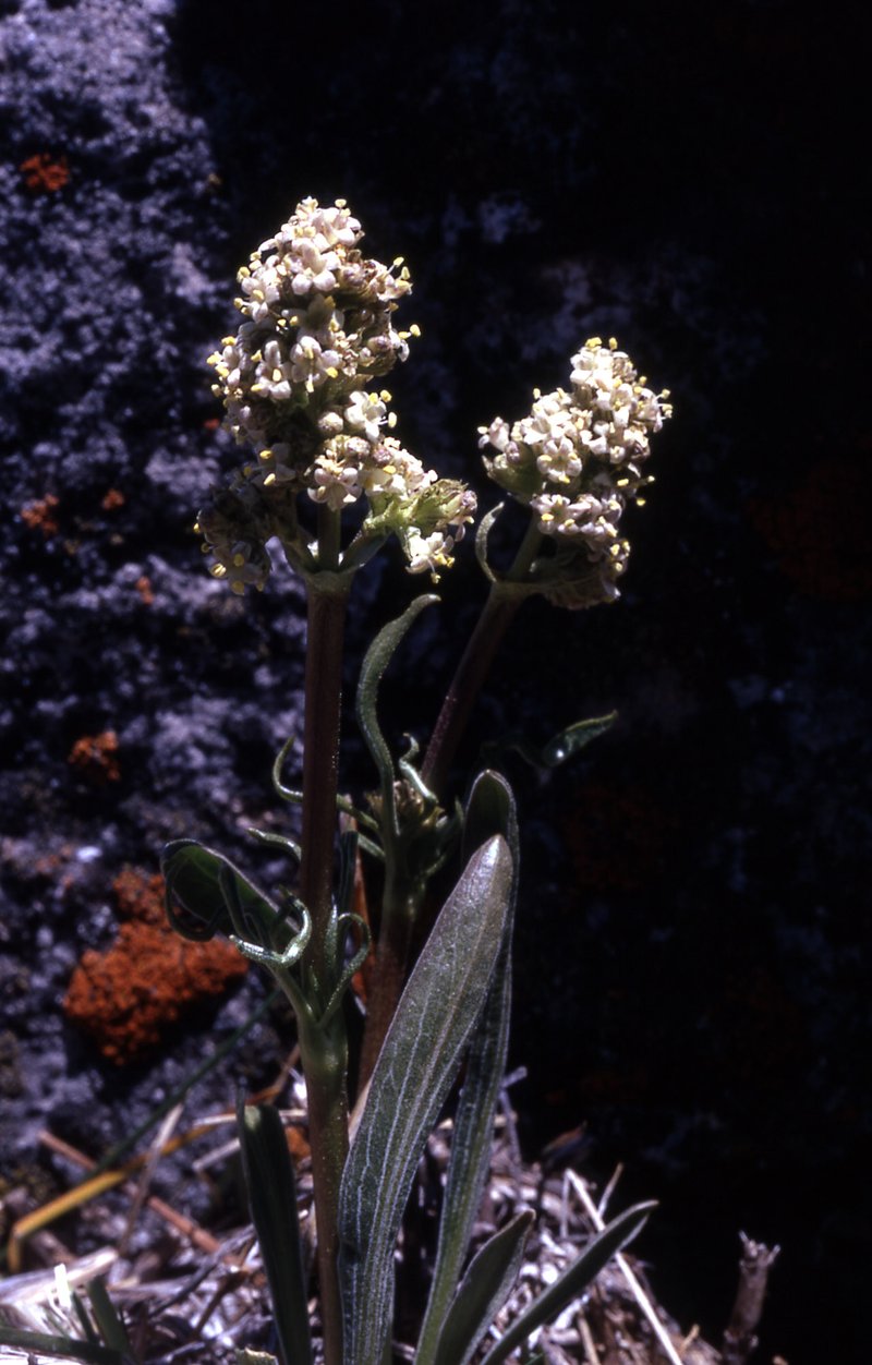 Tobacco Root