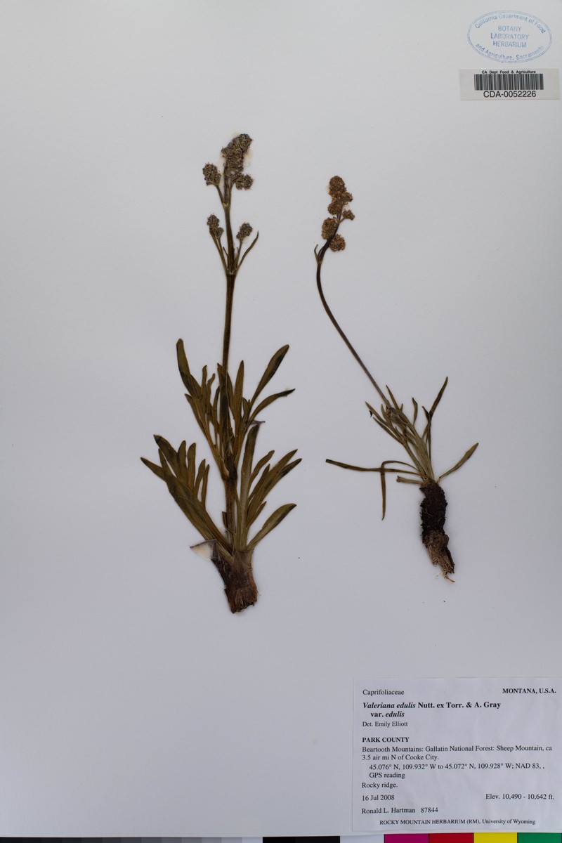 Valeriana edulis subsp. edulis