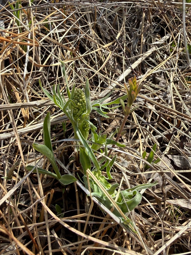 Valeriana edulis var. ciliata