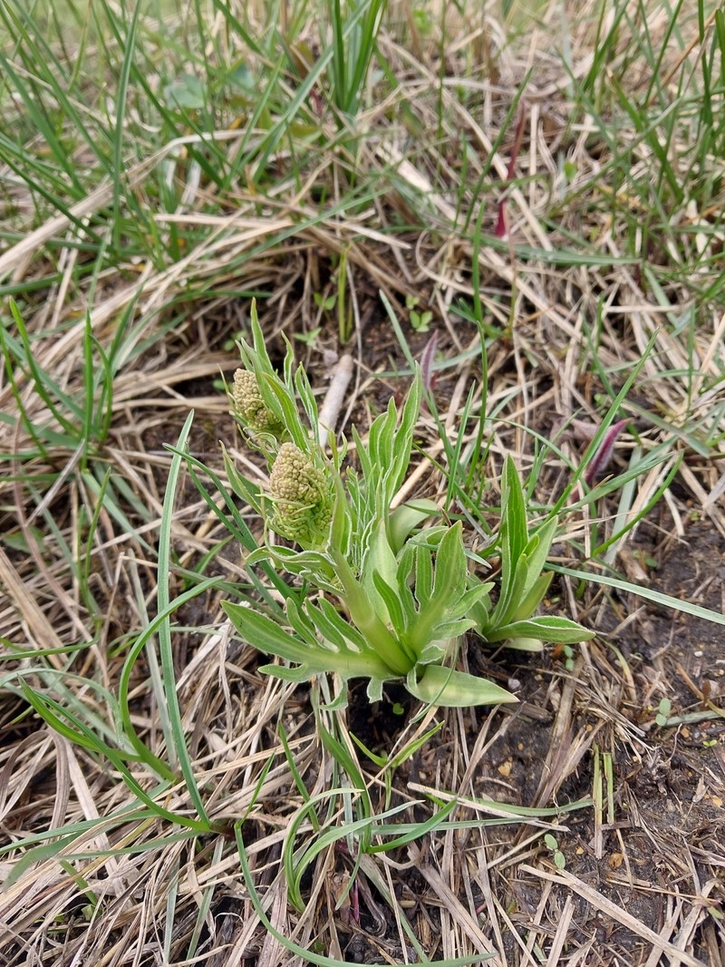 Valeriana edulis var. ciliata photo 2