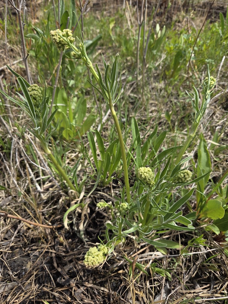 Valeriana edulis var. ciliata photo 3