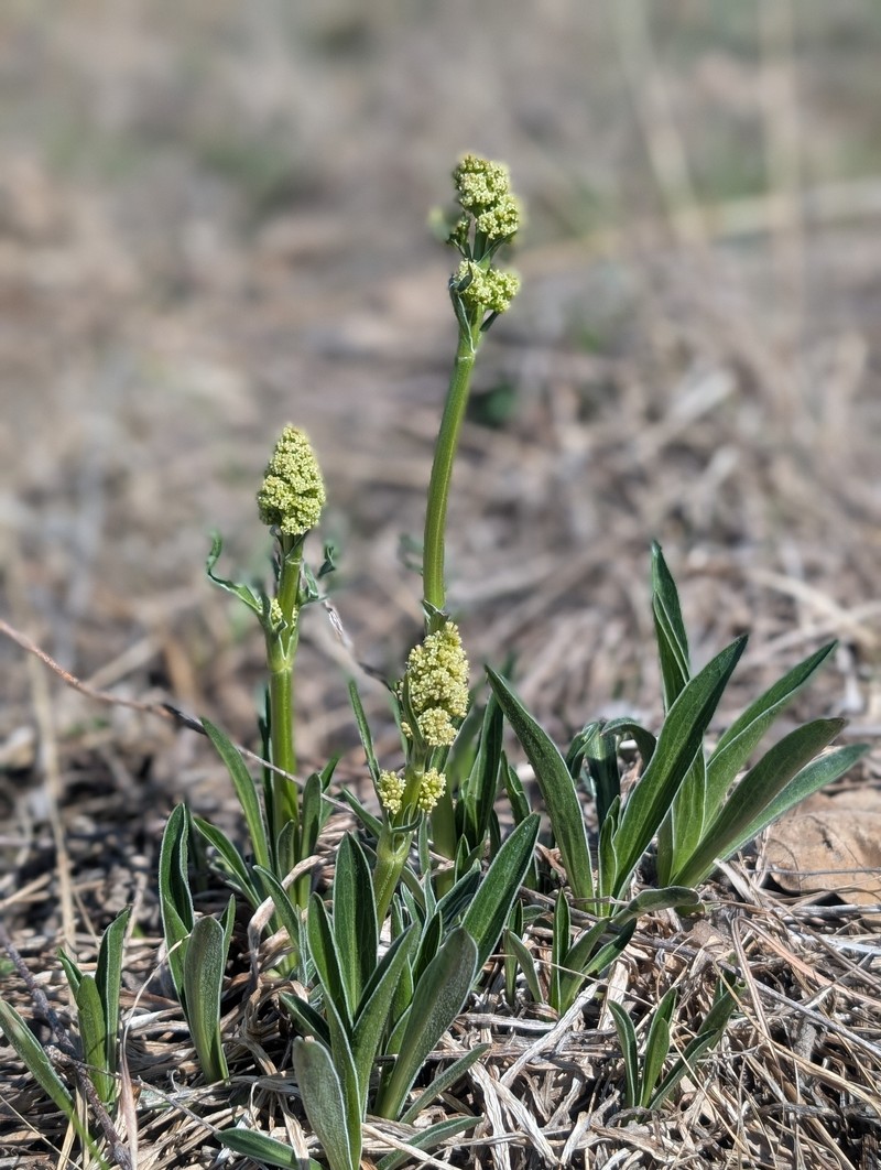 Valeriana edulis var. ciliata photo 4