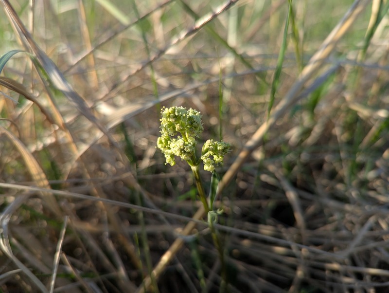 Valeriana edulis var. ciliata photo 5