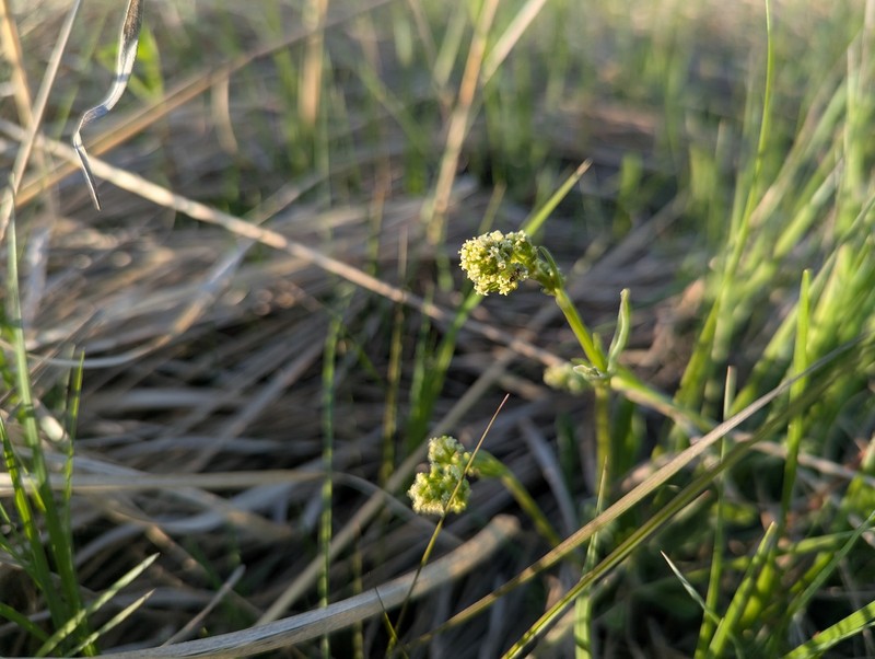 Valeriana edulis var. ciliata photo 6