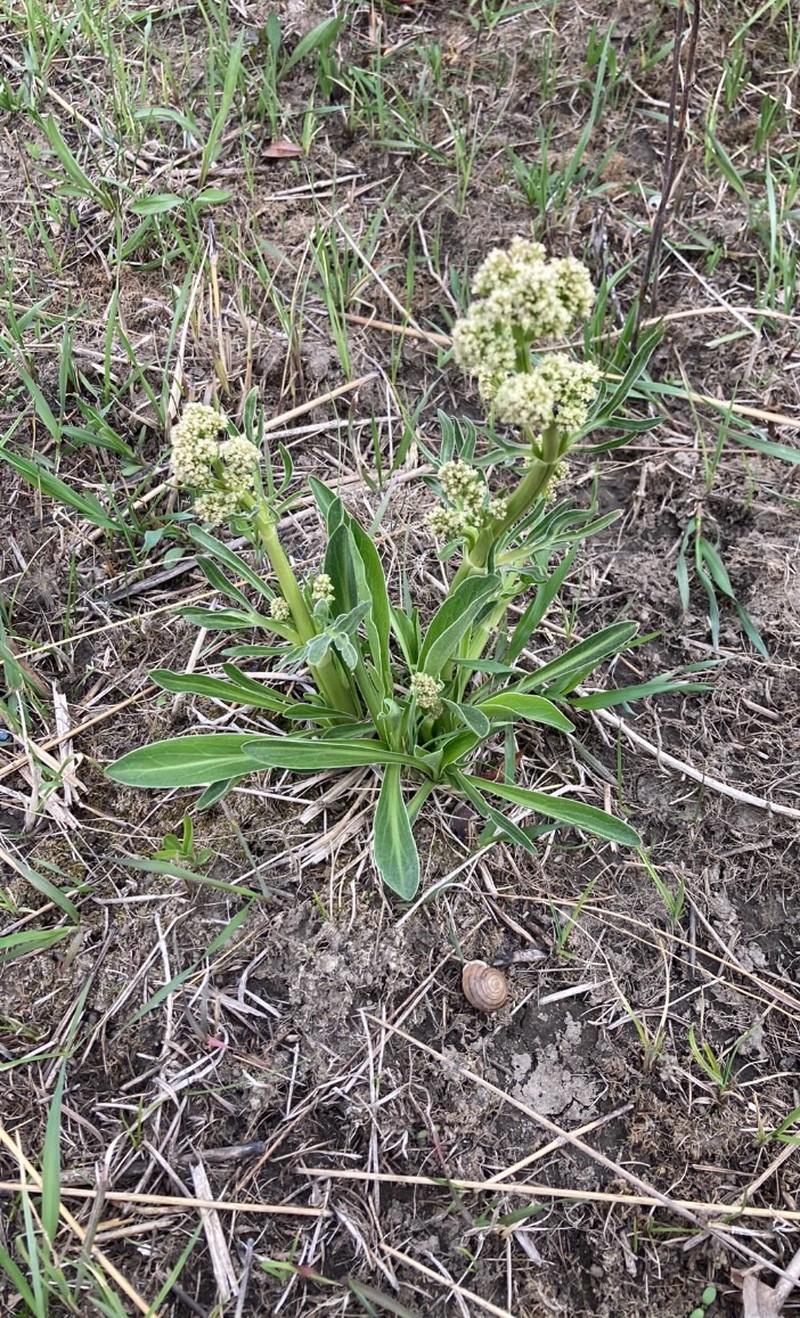 Valeriana edulis var. ciliata photo 7