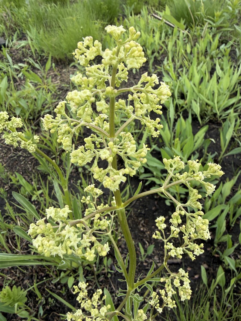 Valeriana edulis var. ciliata photo 8