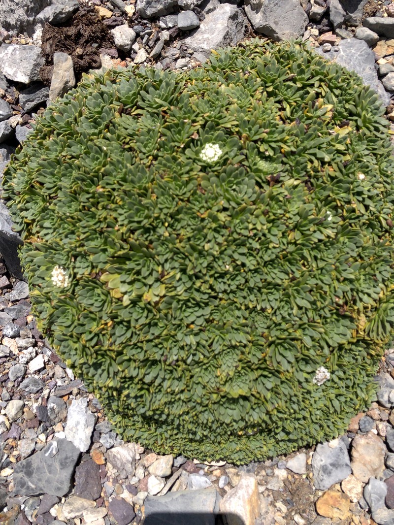 Valeriana erikae