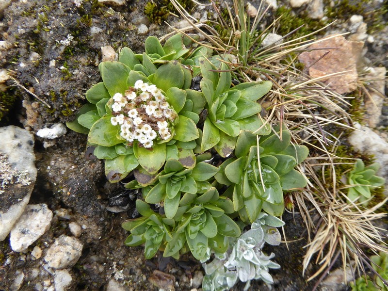Valeriana erikae photo 2