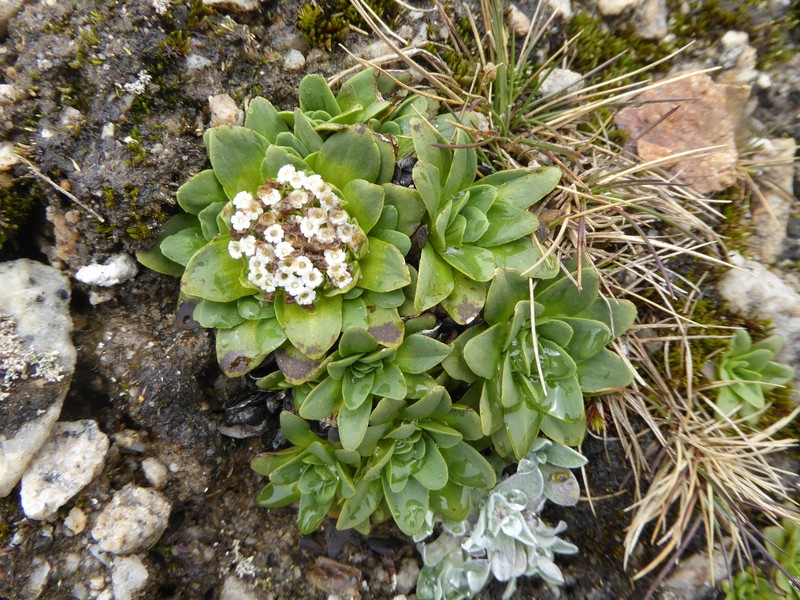 Valeriana erikae photo 3