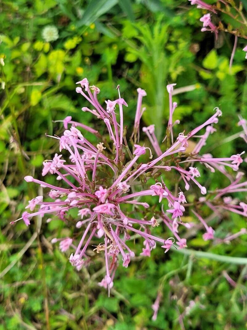 Valeriana erotica