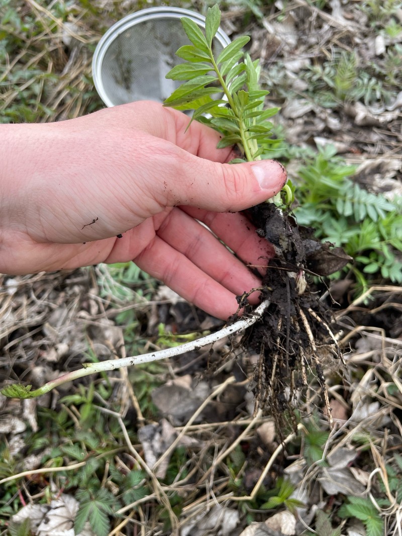 Valeriana excelsa subsp. excelsa
