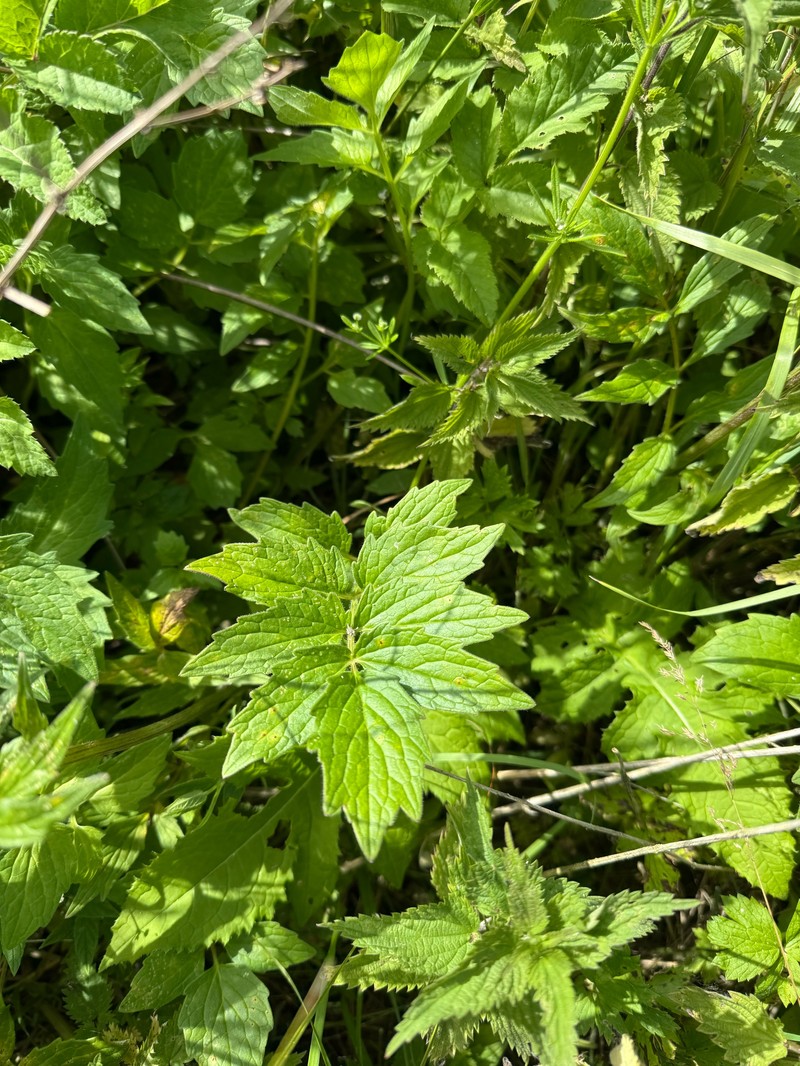 Valeriana excelsa subsp. excelsa photo 2