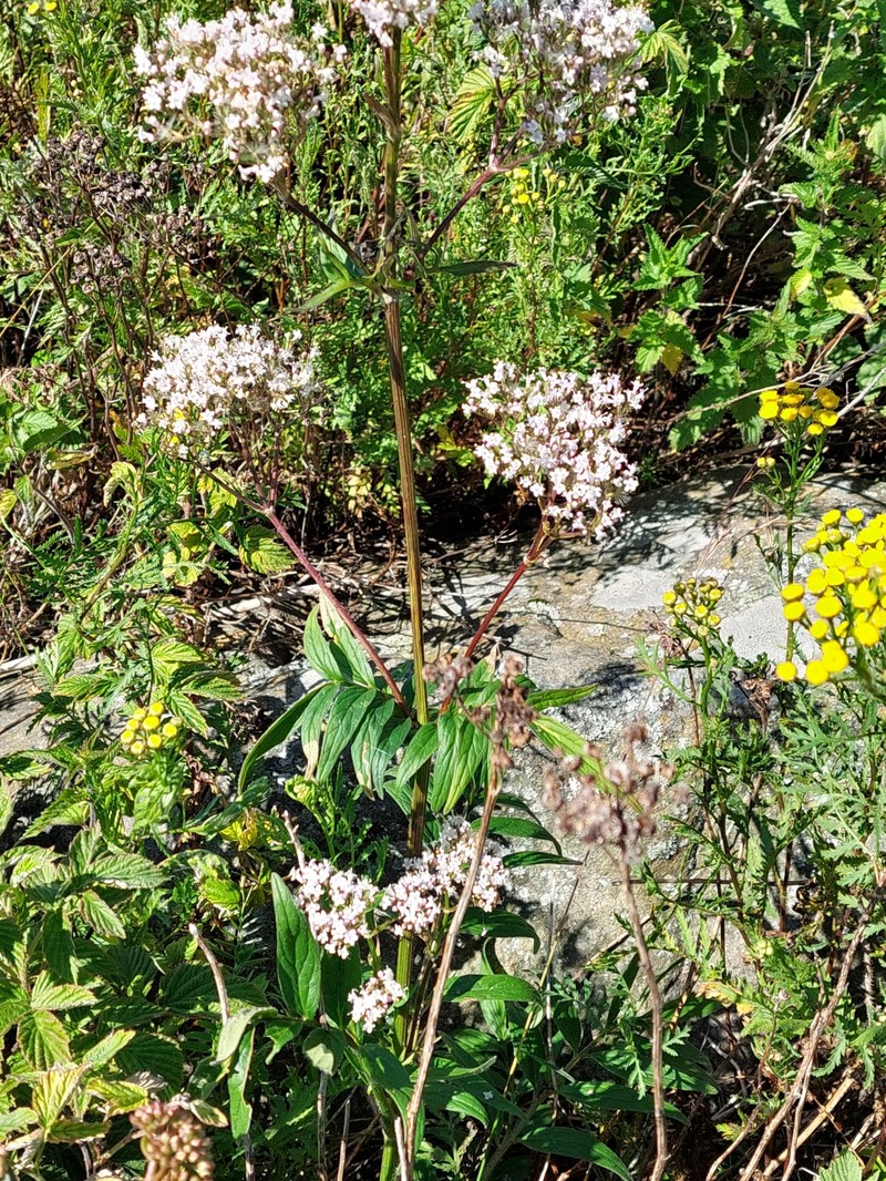 Valeriana excelsa subsp. salina