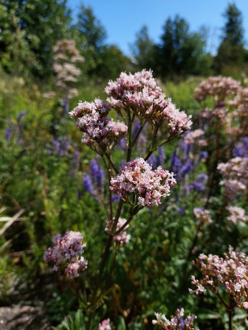 Valeriana excelsa subsp. salina photo 2