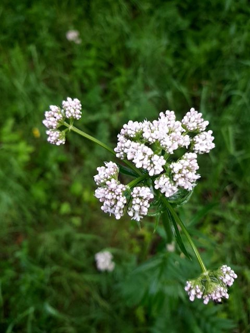 Valeriana excelsa subsp. salina photo 3