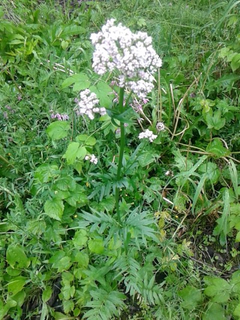 Valeriana excelsa subsp. salina photo 4
