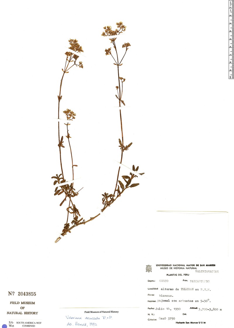 Valeriana hirsuta