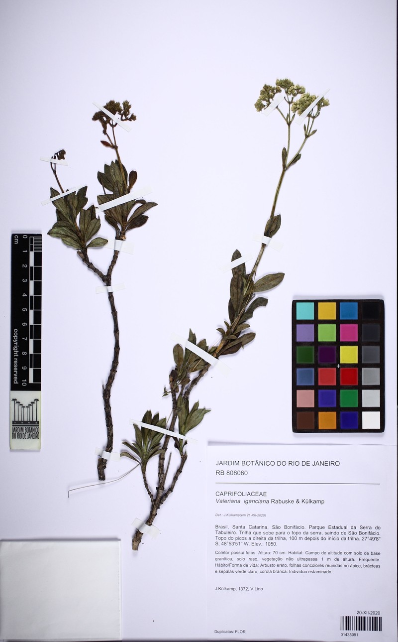 Valeriana iganciana