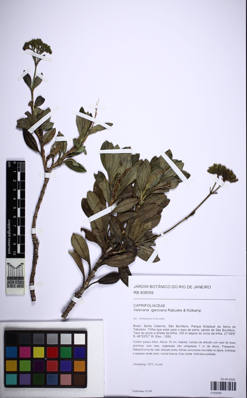 Valeriana iganciana photo 2
