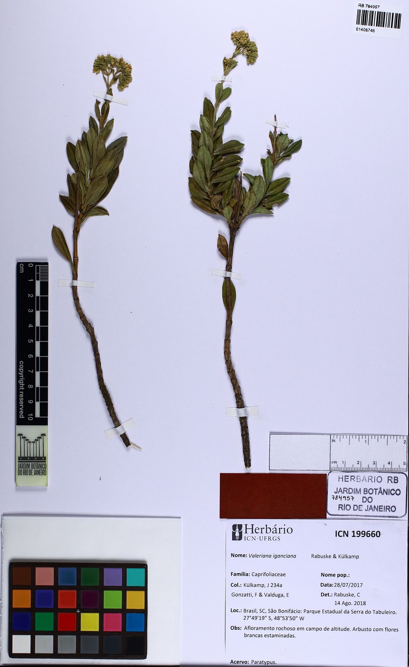 Valeriana iganciana photo 3
