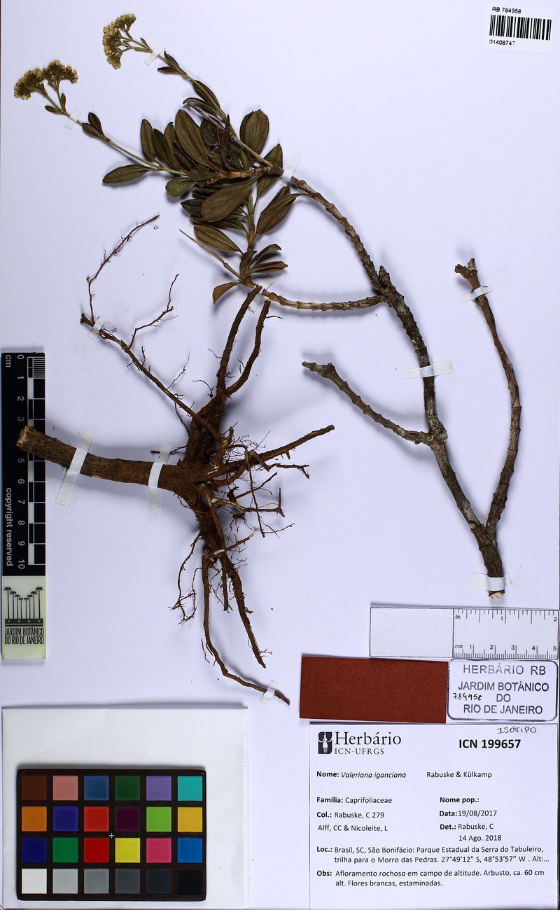 Valeriana iganciana photo 4