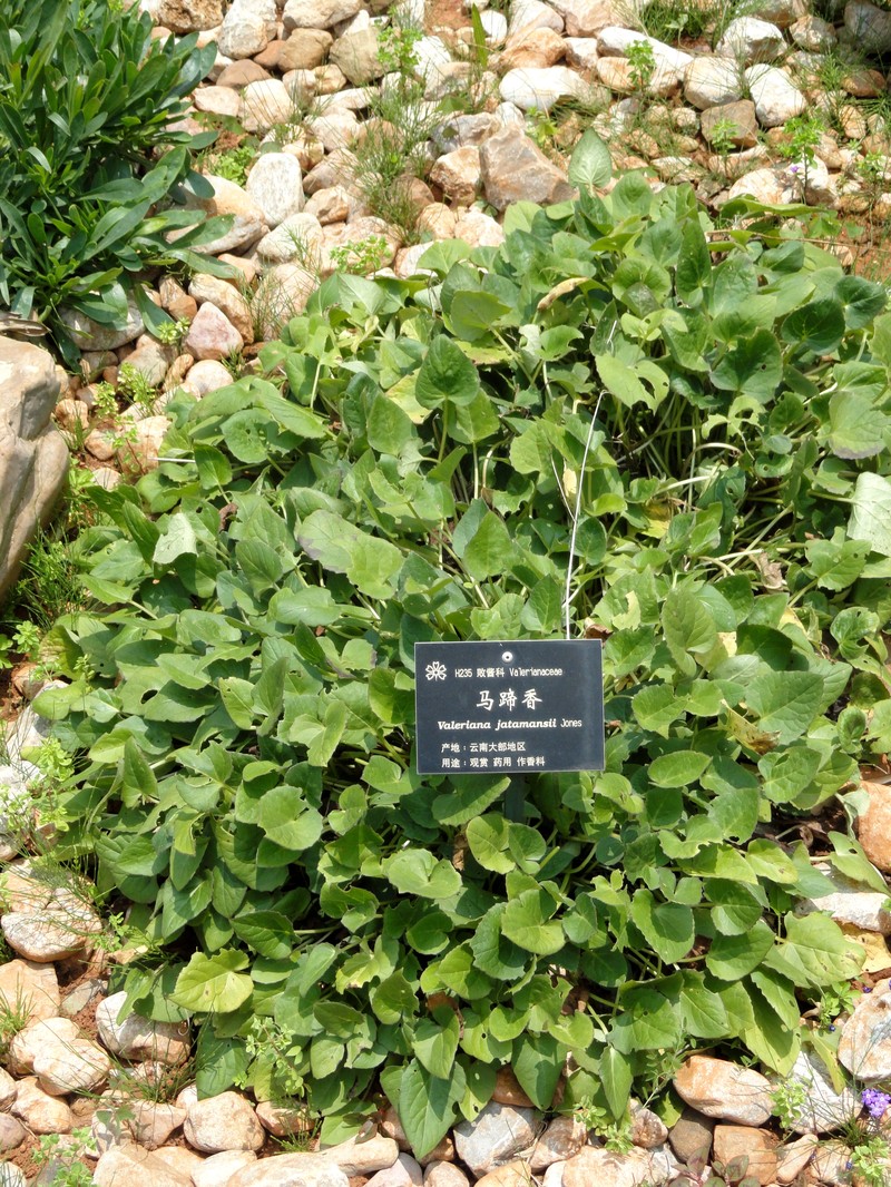 Valeriana jatamansi