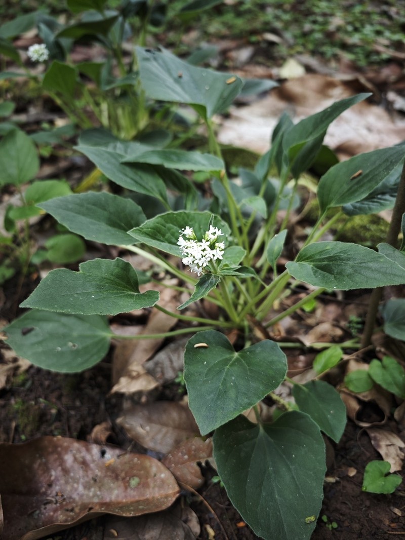 Valeriana jatamansi photo 2