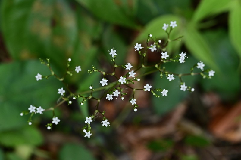 Valeriana jatamansi photo 3
