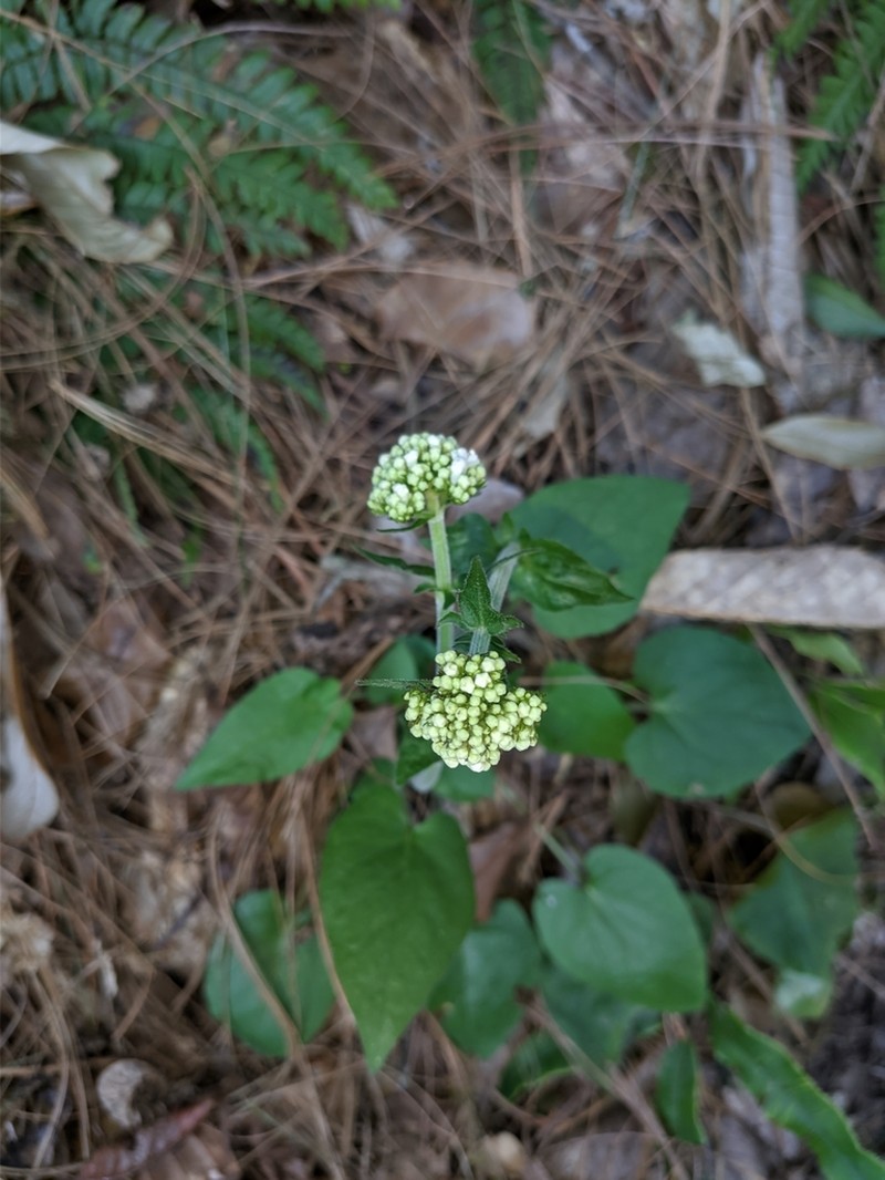Valeriana jatamansi photo 4