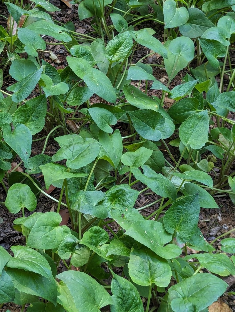 Valeriana jatamansi photo 5