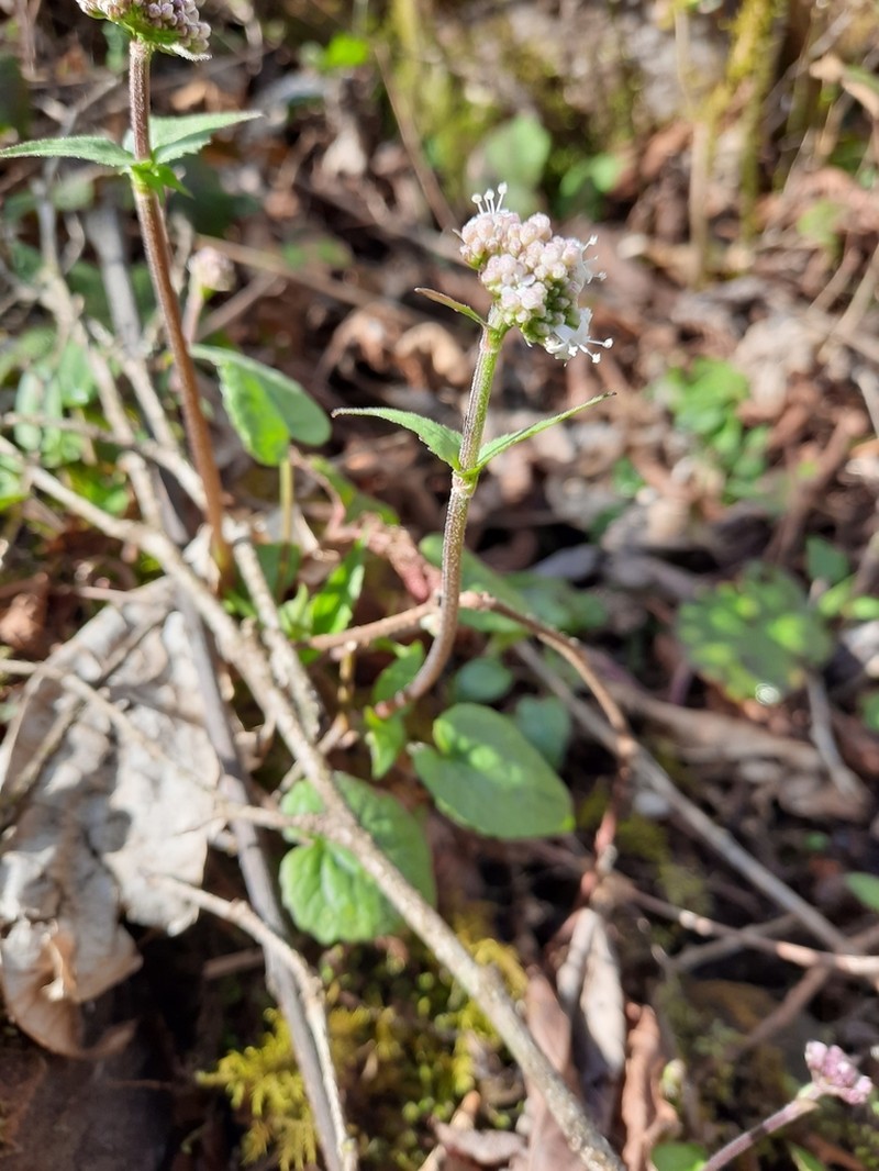 Valeriana jatamansi photo 6
