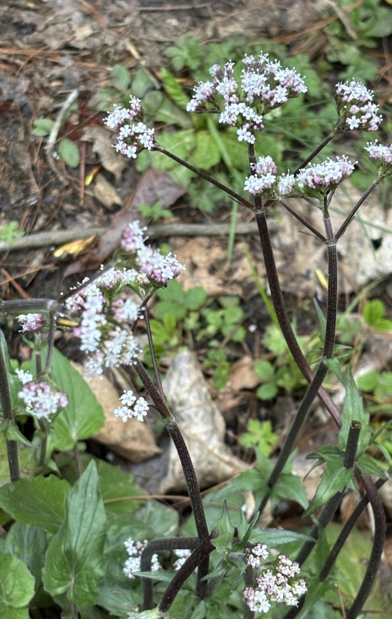 Valeriana jatamansi photo 7
