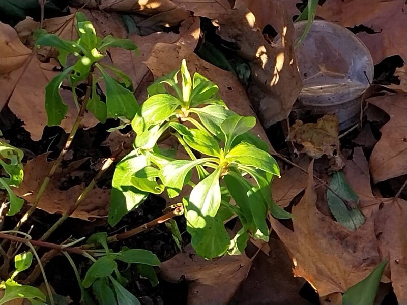 Valeriana lecoqii