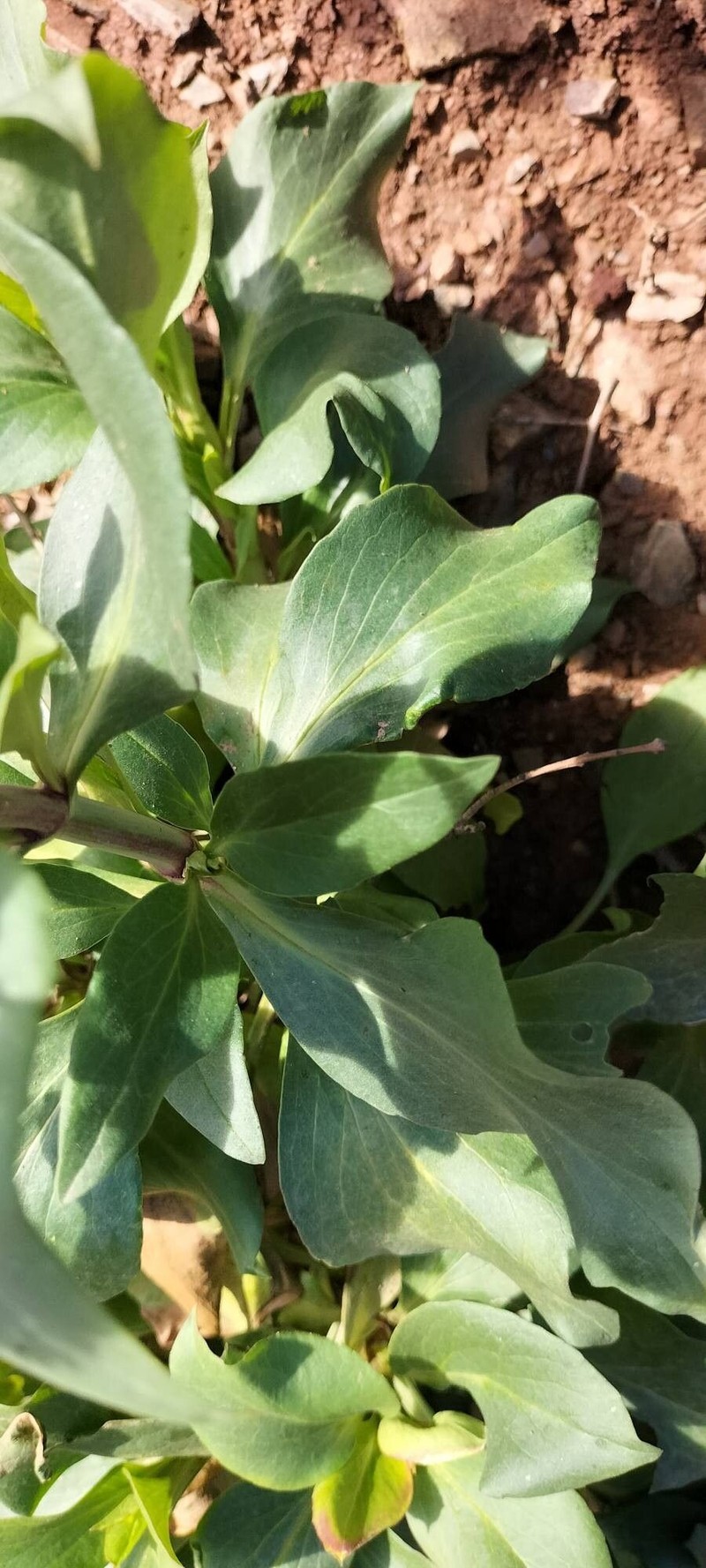 Valeriana lecoqii photo 2