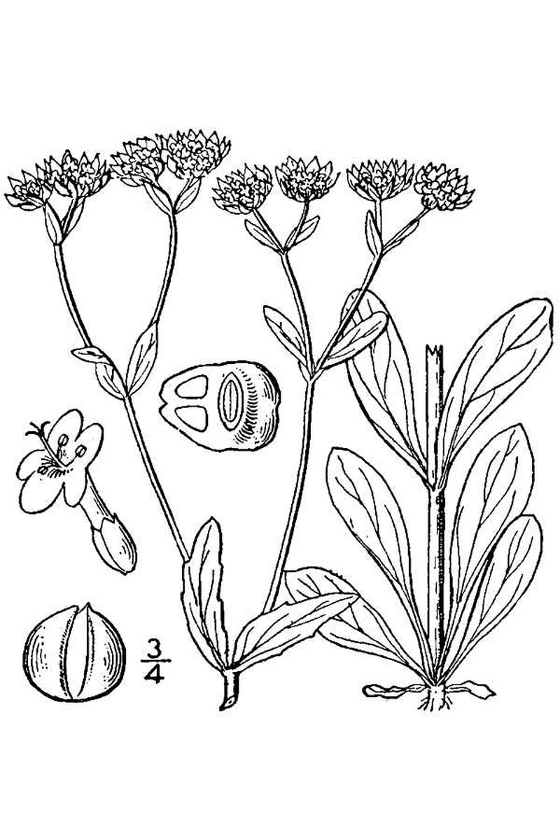 Lewiston Cornsalad photo 4