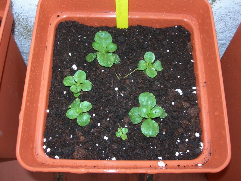 Lewiston Cornsalad photo 5