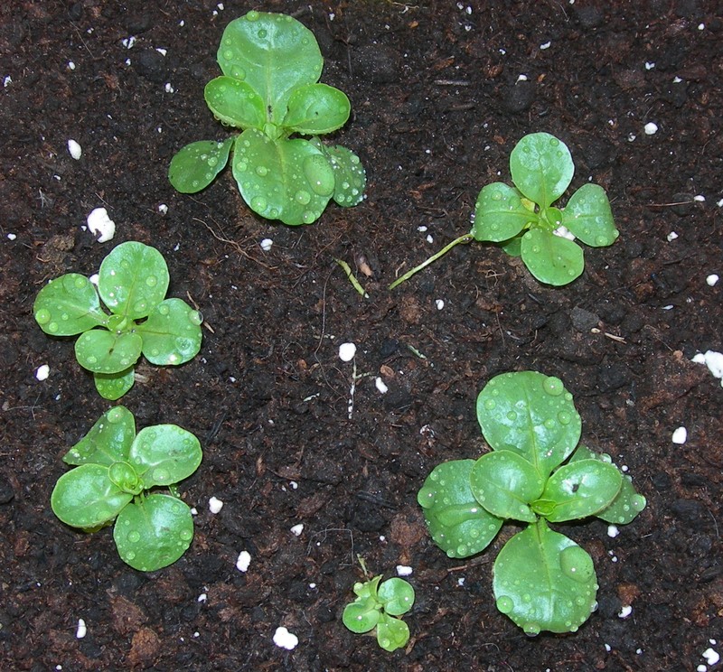 Lewiston Cornsalad photo 6