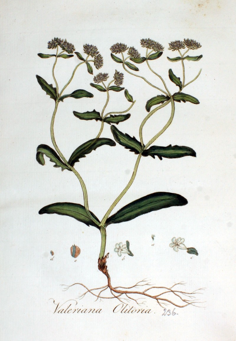 Lewiston Cornsalad photo 7