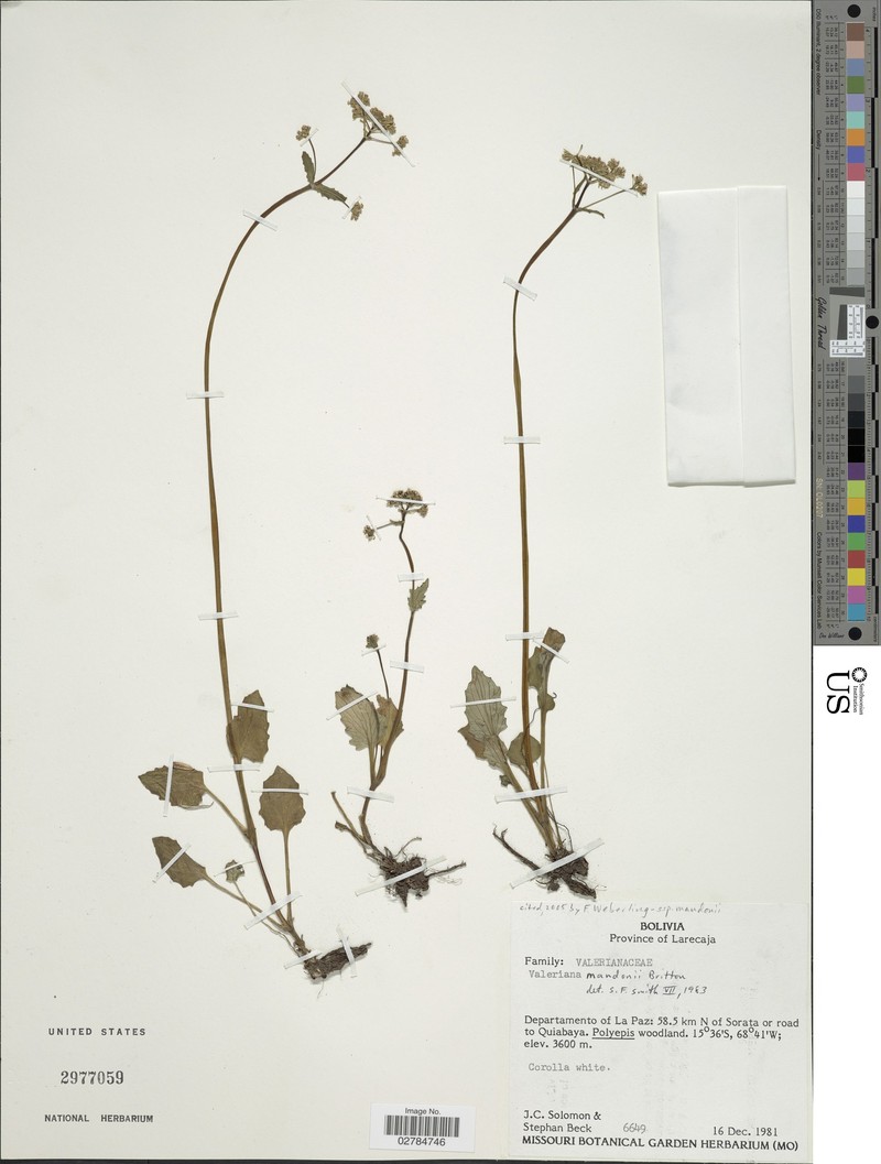 Valeriana mandonii subsp. mandonii