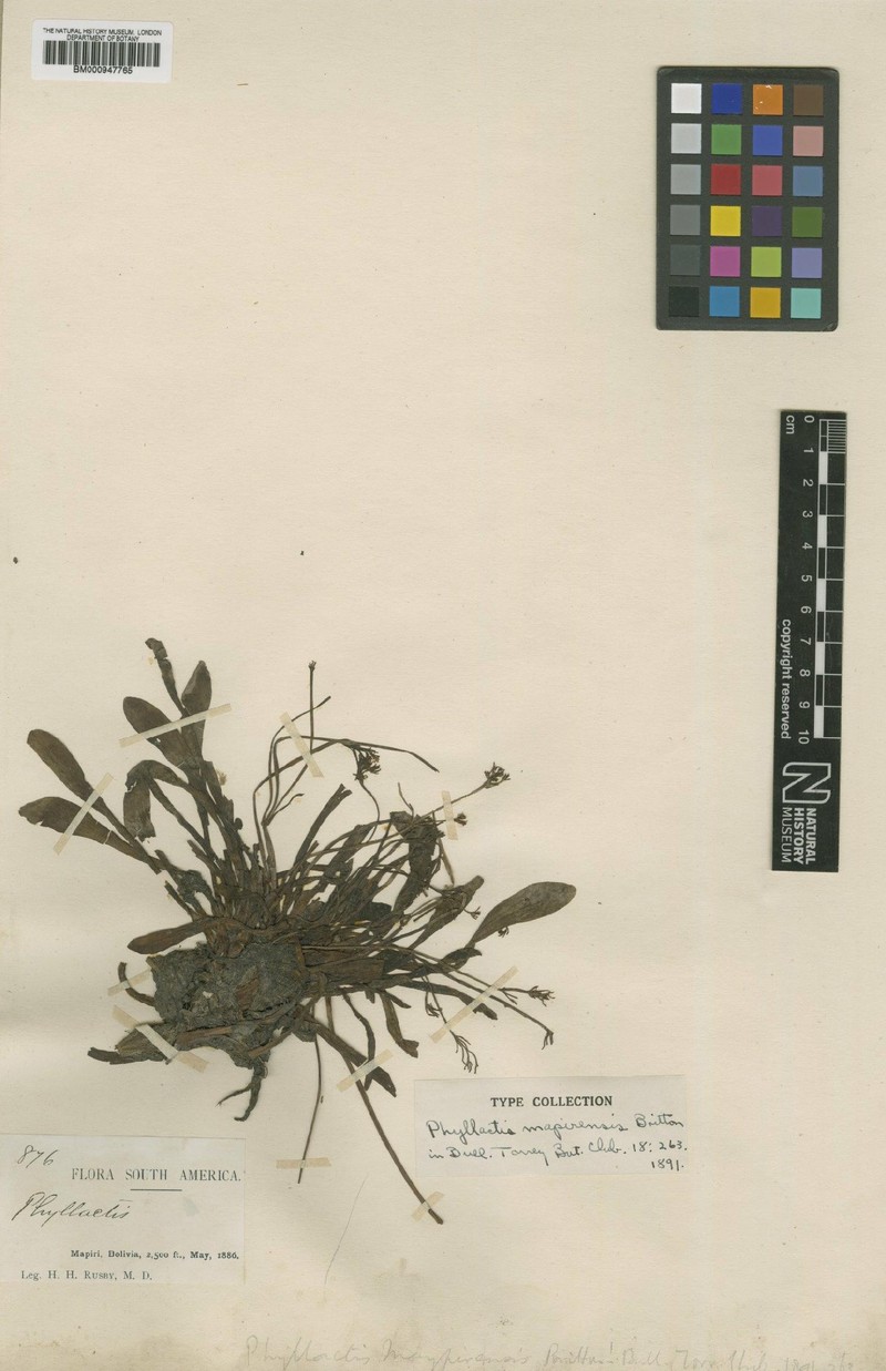 Valeriana mapirensis