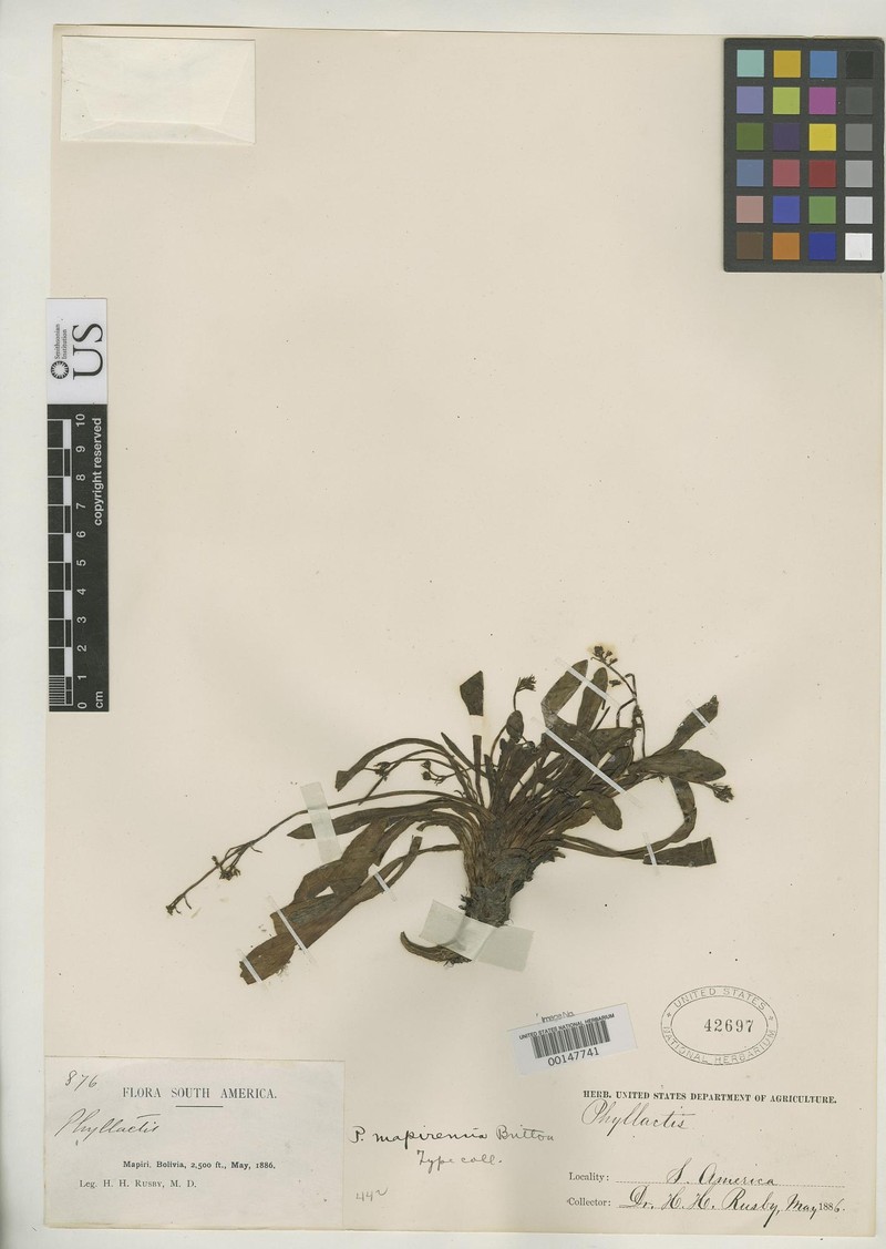 Valeriana mapirensis photo 2