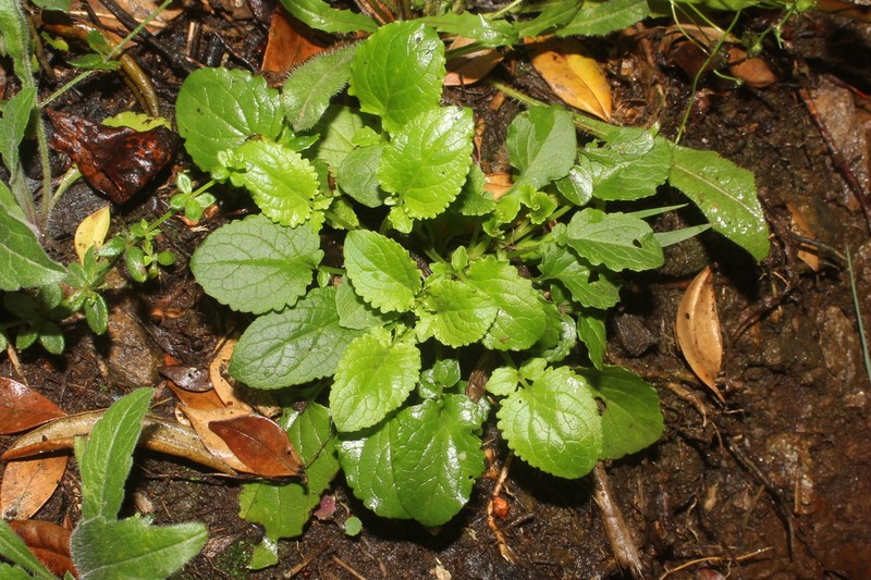 Valeriana nahuelbutae
