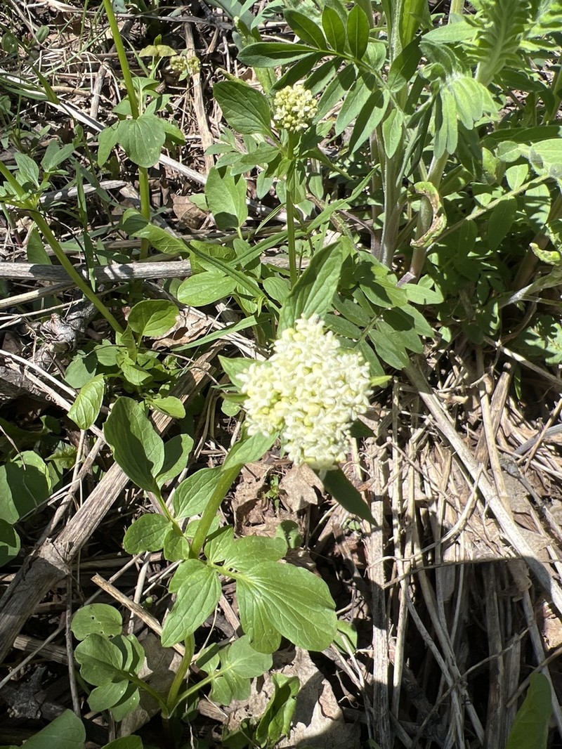 Western Valerian photo 2